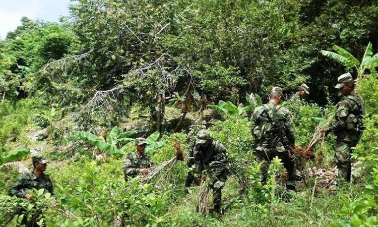 Sigue incremento de cultivos de coca en Colombia