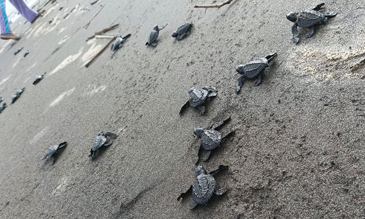 Comunidades protegen tortugas marinas