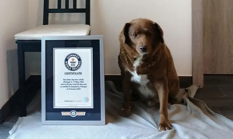 Murió Bobi, el perro más viejo del mundo y de la historia