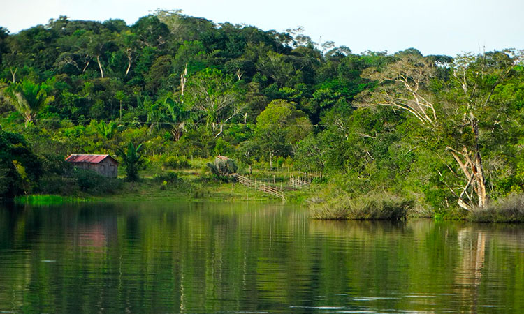 Unión por conservación del Amazonas