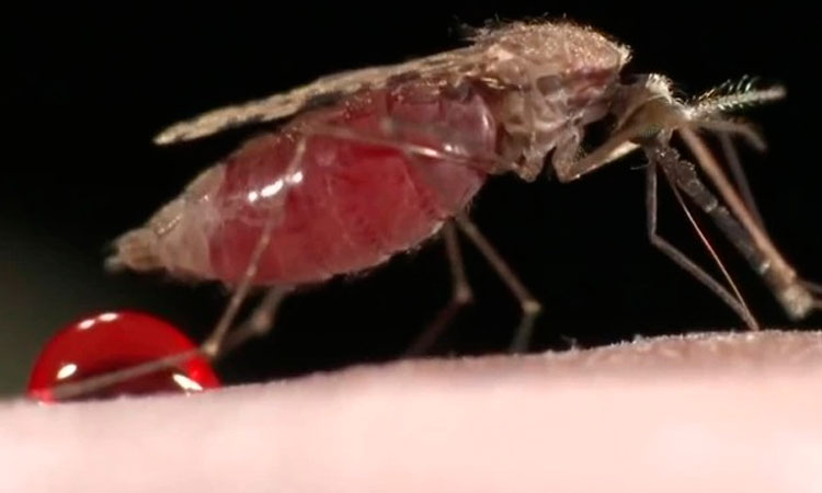 Valle tiene más de seis mil casos de dengue