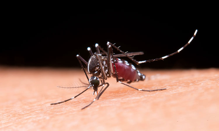 En tan solo 3 semanas del 2024, Cali ya registró 1.954 casos de dengue