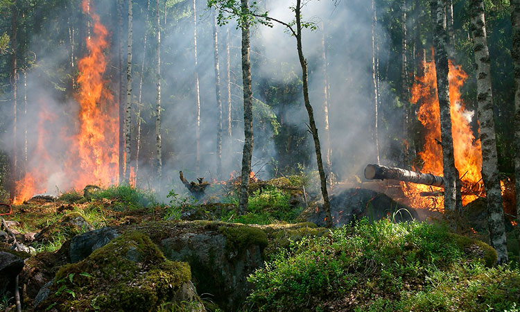 Incendios forestales amenazan supervivencia humana