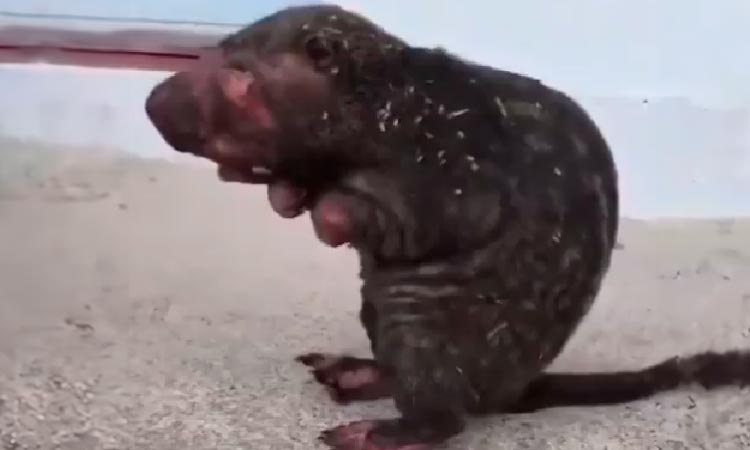 Murió guardatinaja que sufrió quemaduras