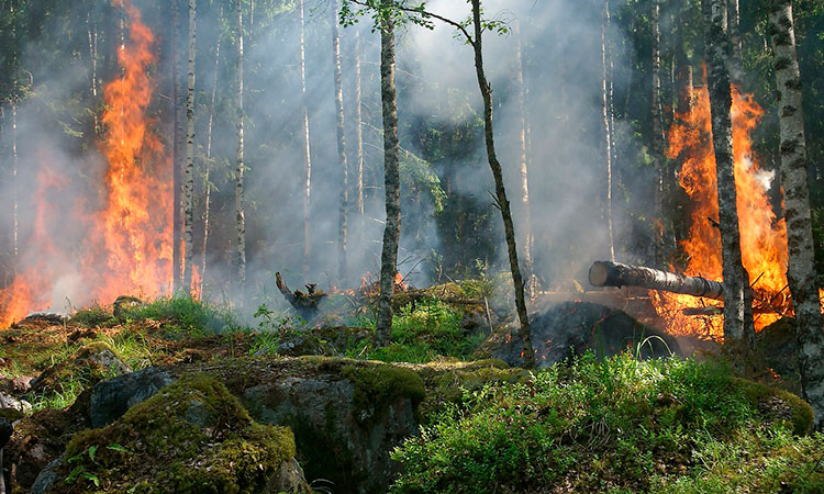 Regiones en alerta por incendios forestales