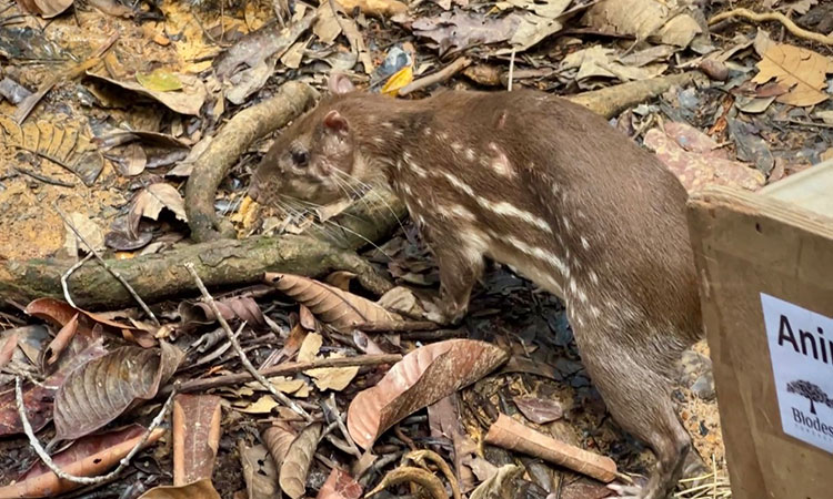 Vida silvestre volvió a su hábitat