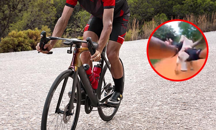 ciclista embestido por vaca