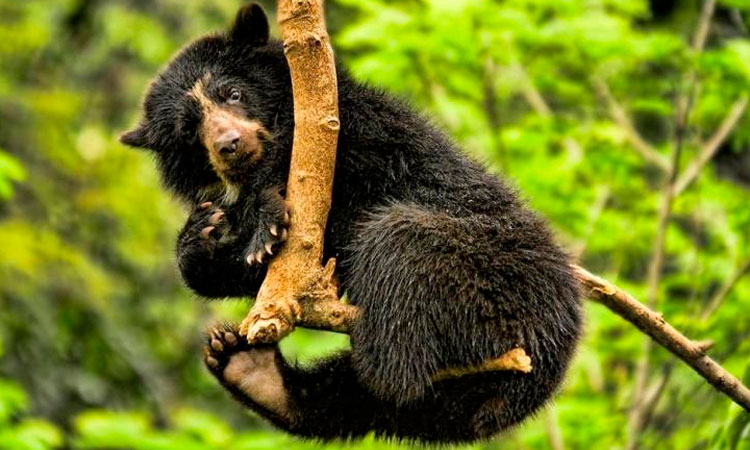 Avistamientos de osos de anteojos genera optimismo