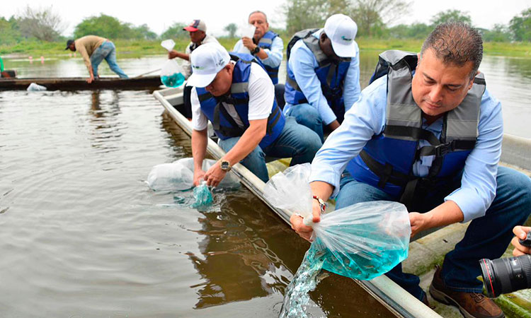 CVC sembrará cinco millones de peces en humedales