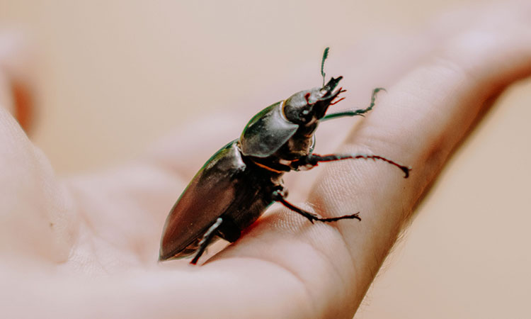 Compañeros de seis patas: insectos ganan popularidad como mascotas