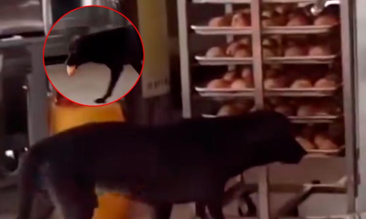 perro captado robando en una panadería
