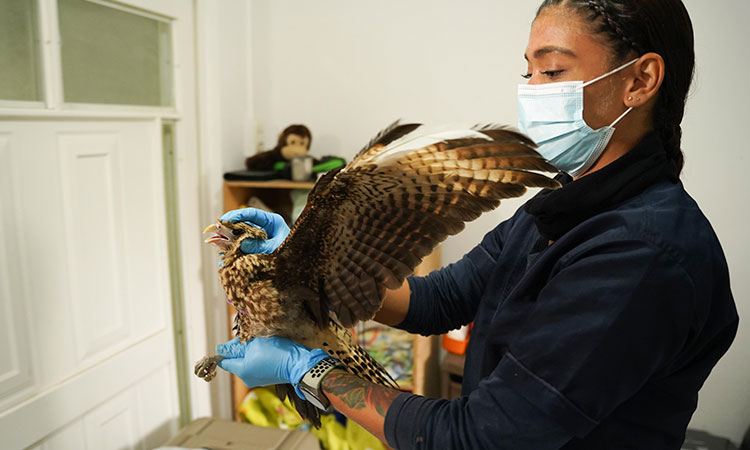 Cali protege fauna silvestre