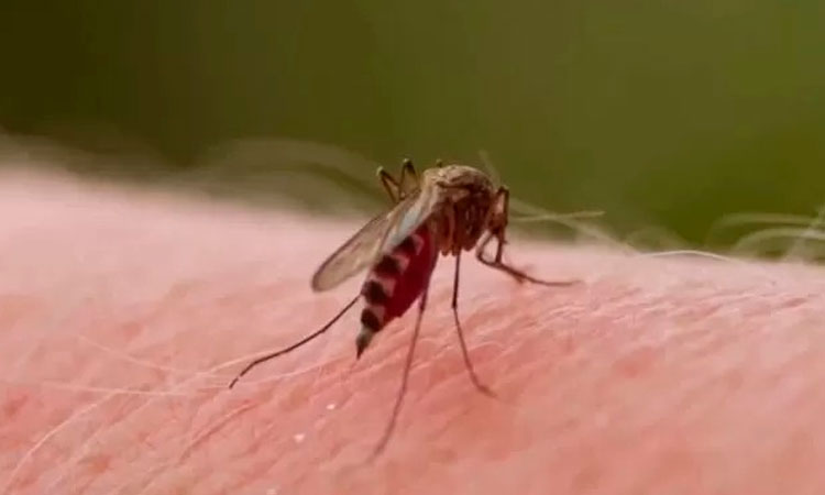 ¿Cuántos muertos y enfermos de dengue hay en el Valle?