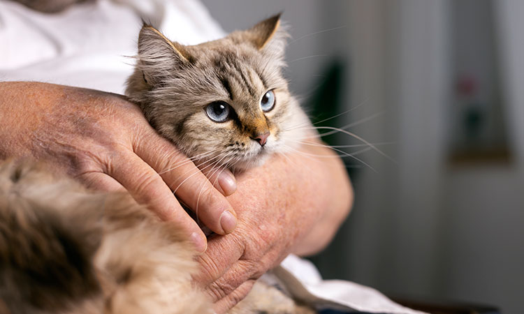 Cuide a su gato los síntomas diabetes felina