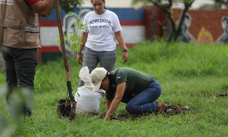 Cómo solicitar árboles gratuitos en Cali para sembrar en Cali