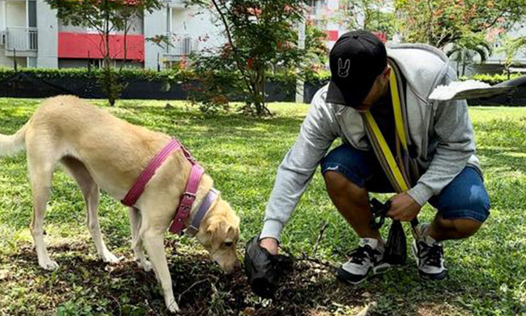 Excremento de los perros se volvió un problema en Cali