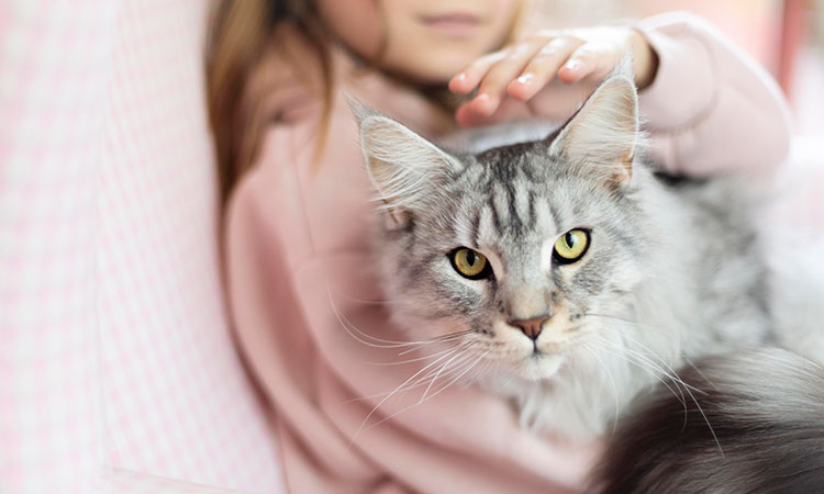 Cáncer en gatos: Síntomas de advertencia que no debes ignorar