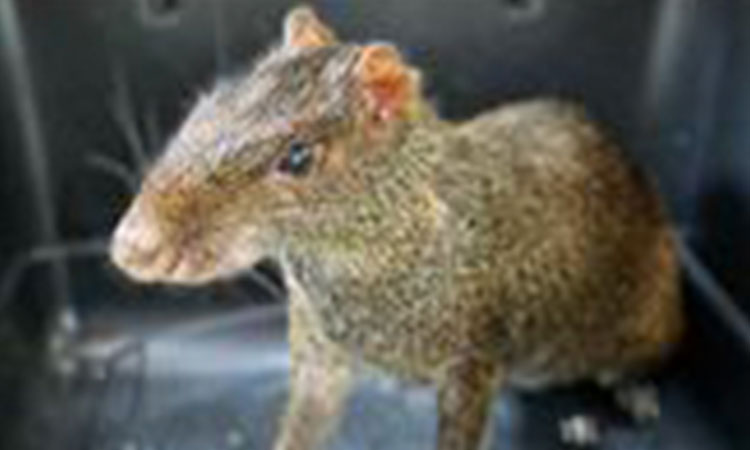 Dagma ha liberado más de 700 animales silvestres en el 2024