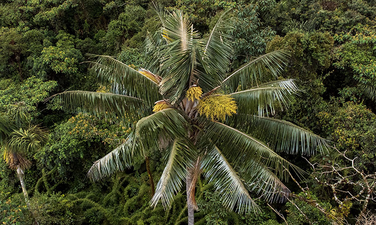 La COP16 en Cali: una oportunidad