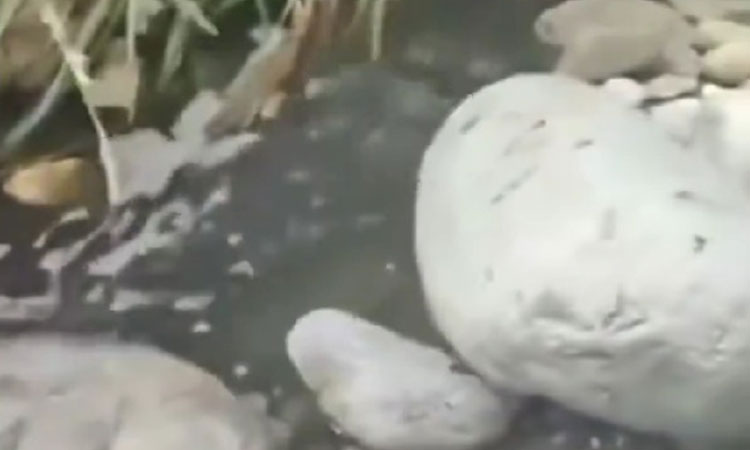 Bañistas denuncian que nadan entre heces en el río Pance