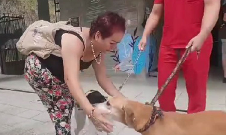 Emotiva historia de dos perros extraviados que vuelven a casa