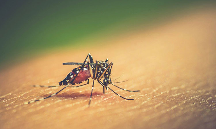 Recomendaciones para protegerse del dengue