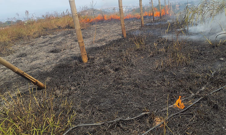 Bomberos de Cali sofocan incendio que arrasó 9.000 m² en La Reforma