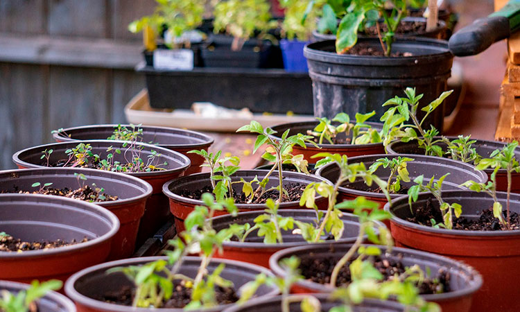Cómo cultivar alimentos en casa