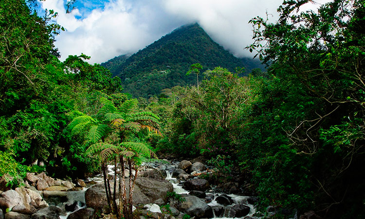 Fortalecen medidas para combatir la minería ilegal en los Farallones de Cali
