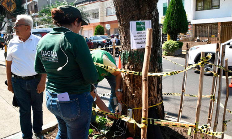 Guayacán del barrio Tequendama superó el ataque con aceite y se mantiene en excelente estado de salud