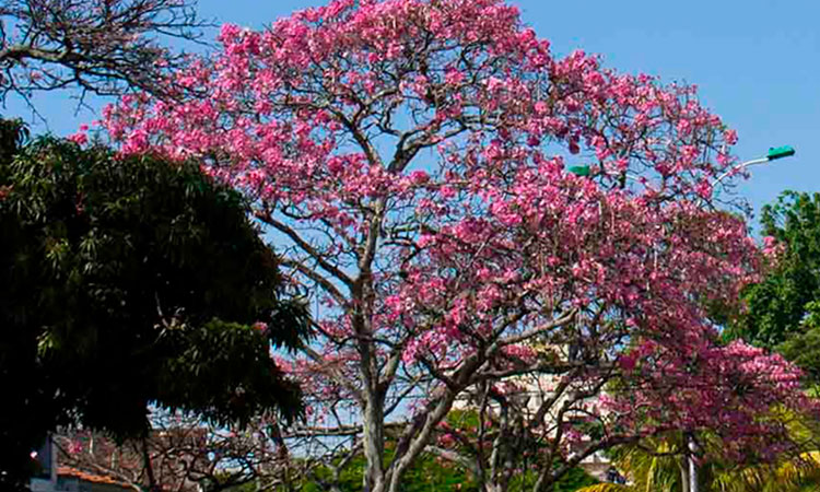 Guayacán envenenado en Cali: la lucha por salvar un árbol icónico de la ciudad