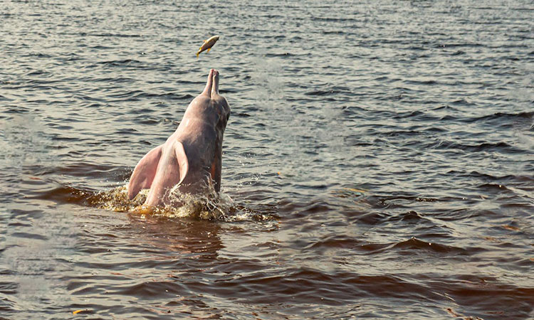 Mueren delfines rosados por ola de calor