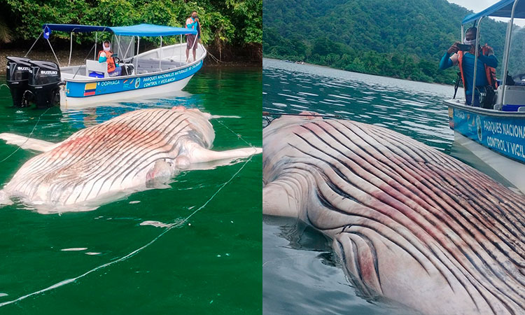 Un ballenato muerto fue encontrado en el Parque Nacional Natural de Utría, investigan causass de su deceso