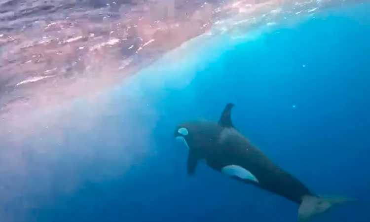 Buceadores y guardaparques tienen sorpresivo encuentro con orcas en la isla de Malpelo