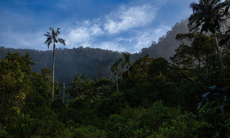 Mercados de Carbono: Una solución para la mitigación del cambio climático y la protección de la biodiversidad