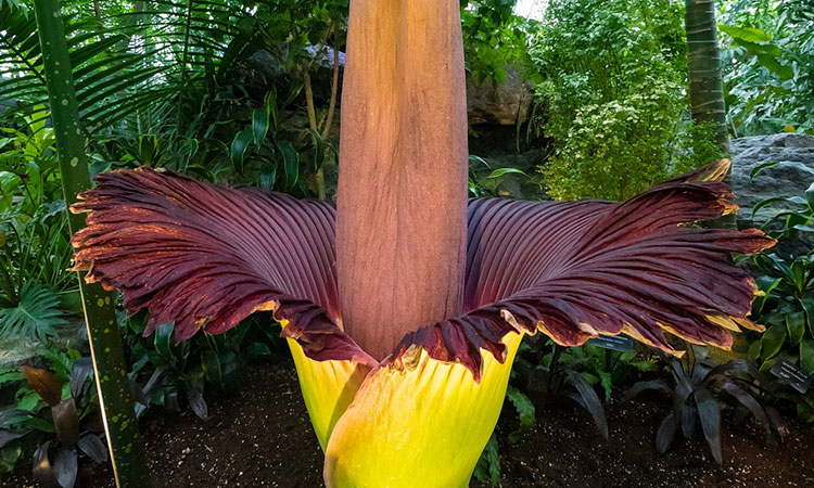 ¿Cuáles son las plantas más extrañas del mundo?