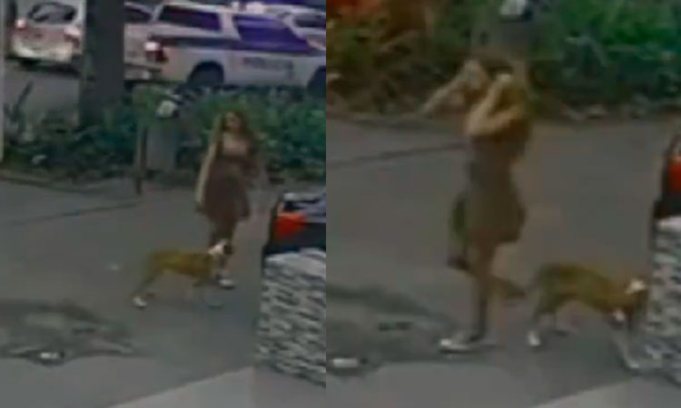 Mujer abandonó un perro frente a clínica veterinaria en Cali