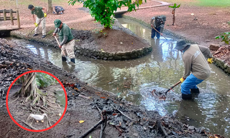 Polémica en Cali por retiro de patos en el humedal El Retiro por parte del Dagma: ¿qué ocurrió?