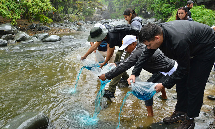 20 mil alevinos se sembraron en el río Cali