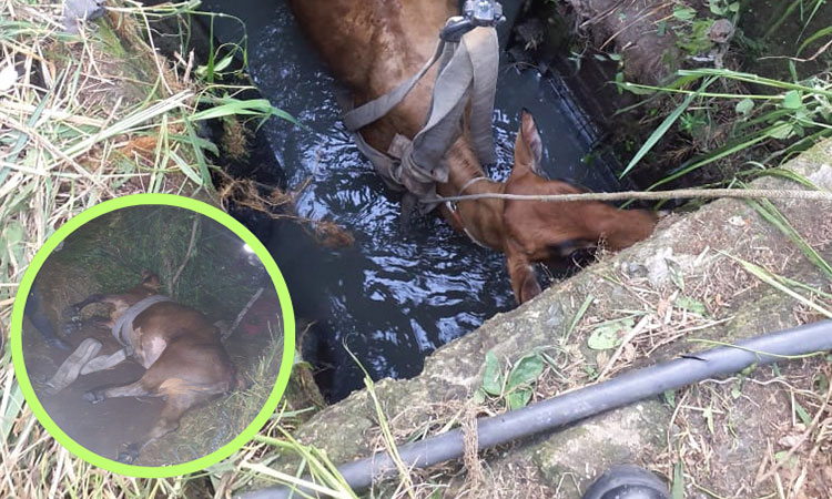 Bomberos de Cali liberan a una vaca atrapada en una alcantarilla