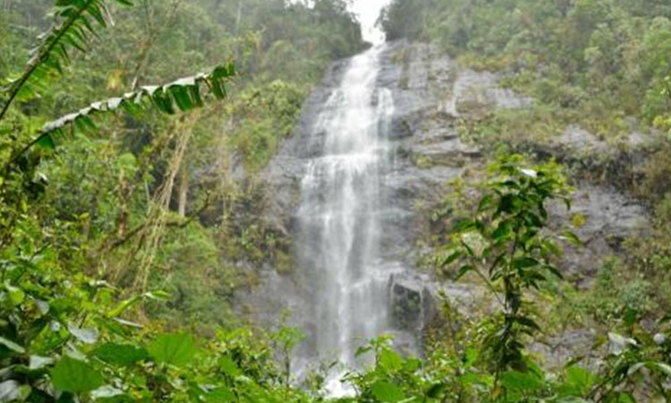El Chocó biogeográfico flota en agua