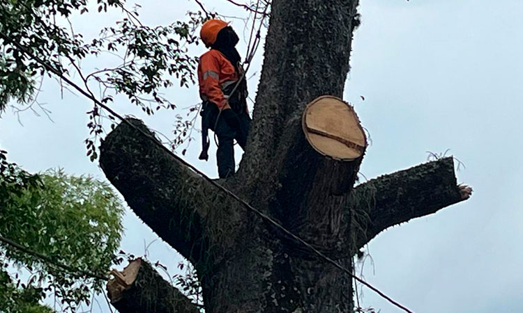 Talan una ceiba impactada por un rayo en Cali