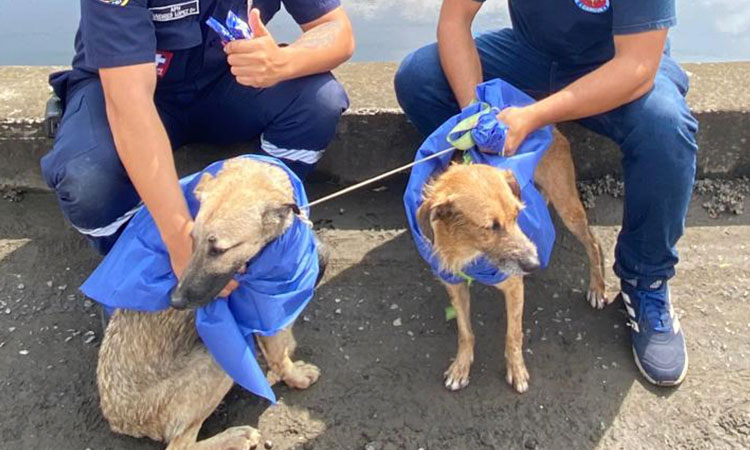 Bomberos rescatan a dos perritos atrapados en un canal de aguas sucias en Cali