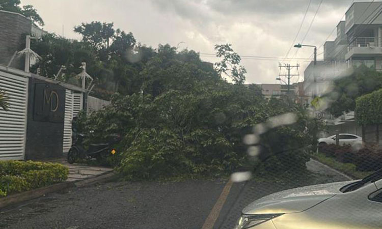 Fuertes lluvias en Cali generan caída de árboles e inundaciones