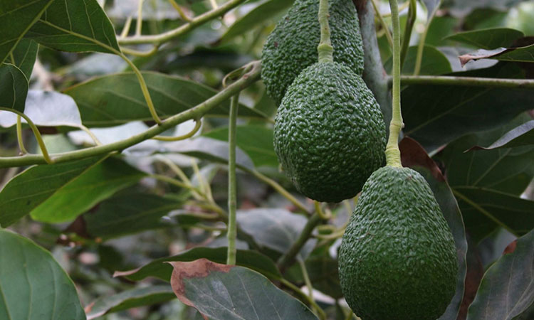 Más de seis mil toneladas de nuestro aguacate Hass le dieron sabor al Super Bowl