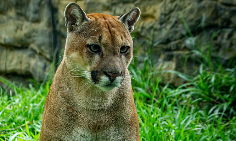 Un puma murió tras escapar de su recinto en el Zoológico de Cali