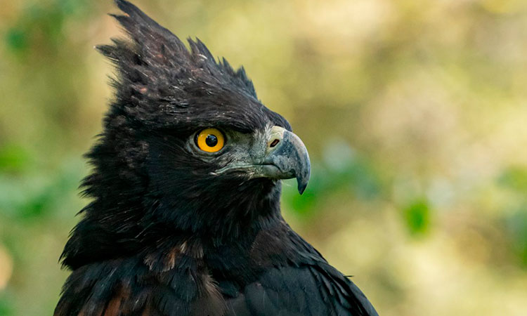 A proteger el águila andina