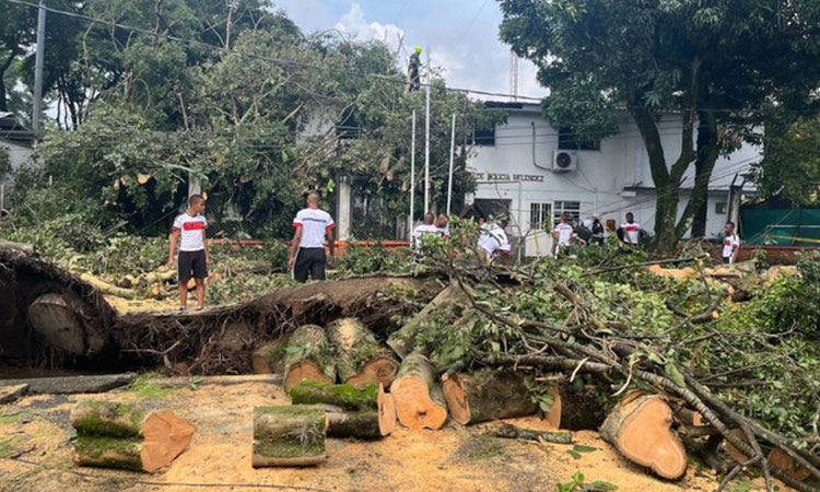 Caída de árboles en Cali por lluvias: Dagma explica las causas y cómo se están atendiendo las emergencias