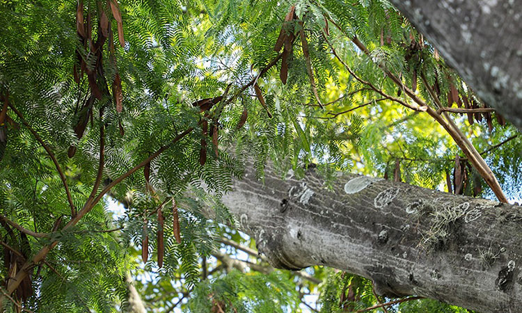 Dagma intensifica control de especie invasora en Cali, vea de qué se trata