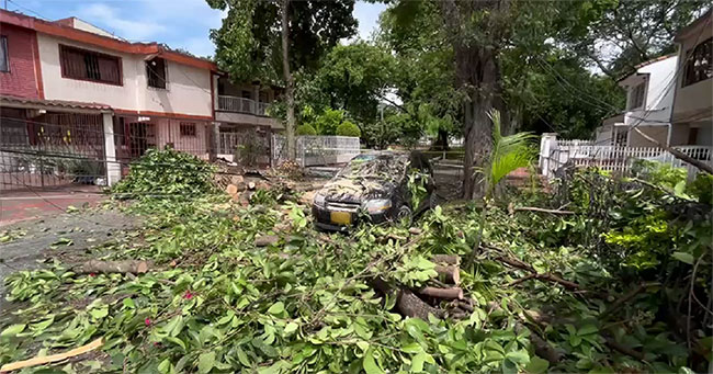 Fuertes lluvias causaron caída de ramas y árboles en Cali